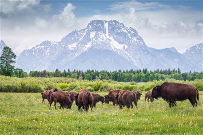 Büffel im Grand Teton Nationalpark